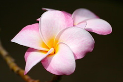 ピンクのプルメリア